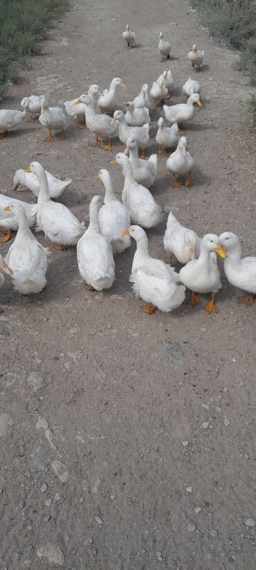 ördək balası və cücə: Ağ ördəklər sürüsü - Rəng: tam ağ lələkli, narıncı gaga və pəncələr - — 4