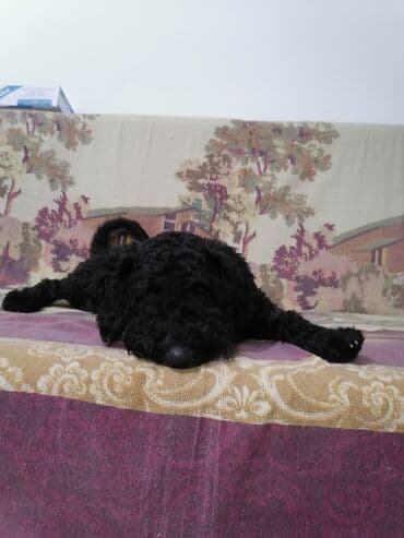 пудел: Пудель — 1