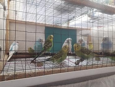 top az itler: Quşlar 10azn fikri ciddi olanlar əlaqə saxlasın — 3