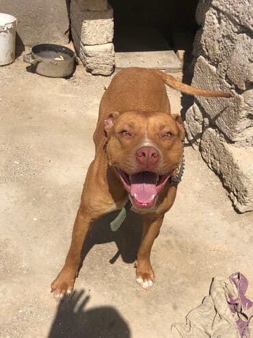 İtlər: Sahibləndirilir! Balaca həyətə keçdiyimə görə verirəm arada bir gəlib — 2