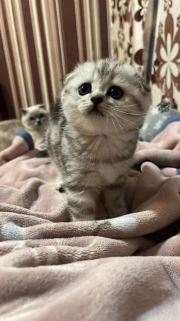 cins piwikler: Şotland, Dişi — 2