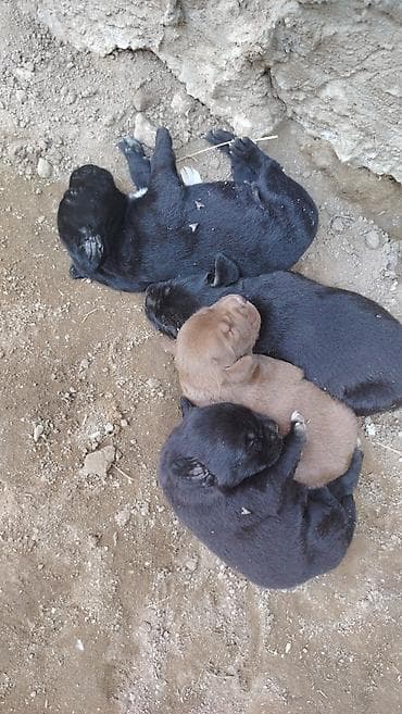 labrador retriver: 20 günlük labrador balalarıdı — 5