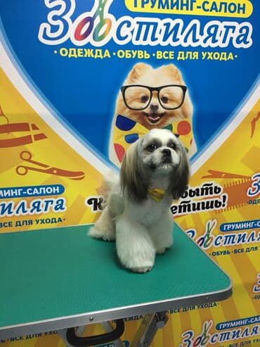 arı şəkilləri: Shi-tsu — 2