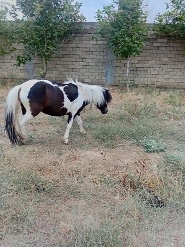 mal qara: Miniatür pony – xallı (ağ-qara) rəng - Cins: miniatür/pony - Rəng — 1