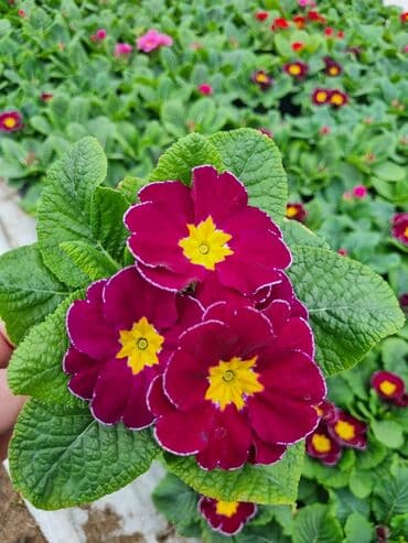 qızıl gül buketi: Gullerin satişi — 17