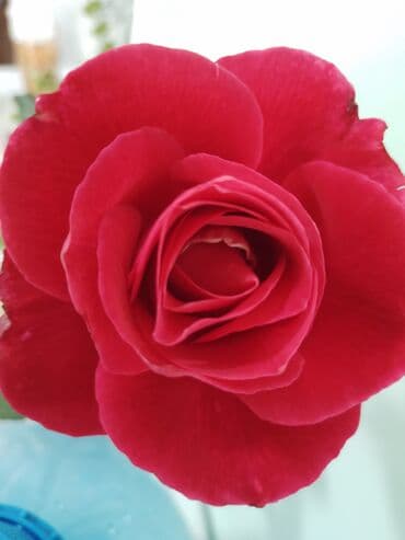 Qırmızı gül – kəsilmiş gül başı - Dərin qırmızı rəng, iri və sıx