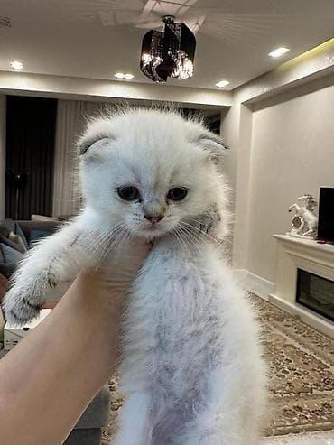 pitbul bala: Şotland yastı qulaq — 2