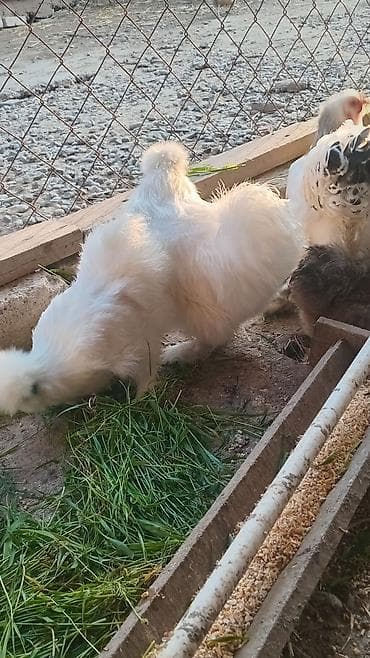 yumurtayan toyuq: Toyuq, Damazlıq — 7