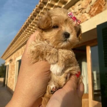 Malta bolonka, 2 ay, Erkek