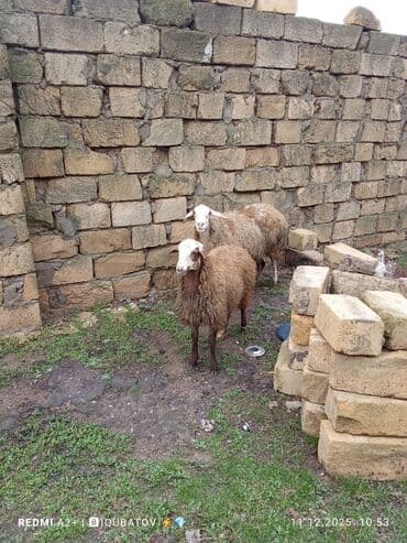 cau cau iti satilir: Dişi bala ilə ana bala qoyun satılır istəyən olsa yazsın video sun — 8