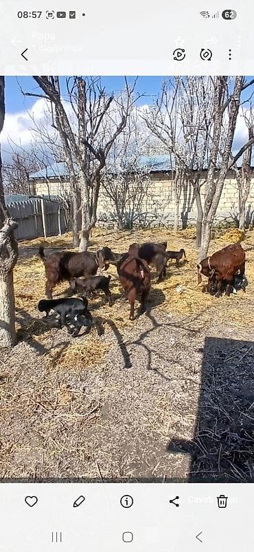 Ana bala keçiler satlır ana keçi satlır 5 bala 4 ana 1 dene teke