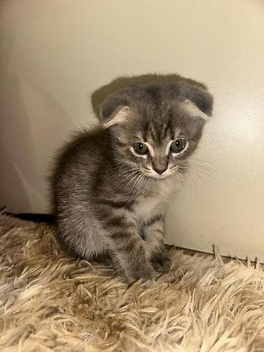 pişik yuva: Şotland yastı qulaq, Dişi — 7