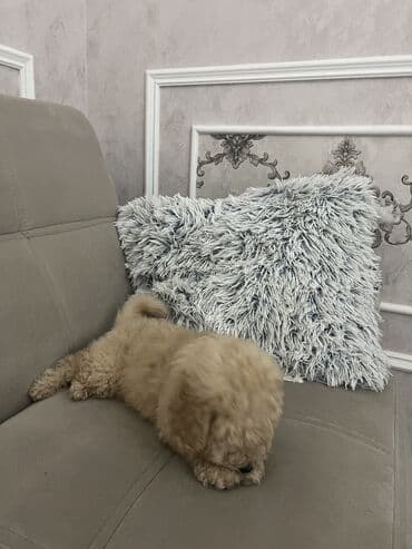 it balası satılır: Pudel, 2 ay, Erkek, Peyvəndli, Ünvandan götürmə — 5