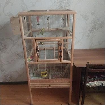 2 dənə quş verlir təcili satılır aşağı yeri də var