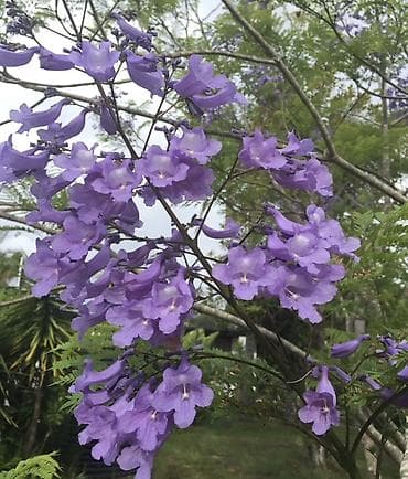 agac tingleri: Jakaranda (Jacaranda mimosifolia) tingləri satılır 🌿 Sağlam və — 2