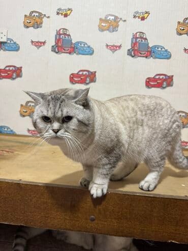 Iran Khodro: Britan — 7