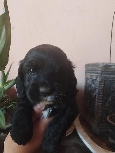 dişi: Koker spaniyel, 1 ay, Dişi, Sənədli, Ödənişli çatdırılma — 2