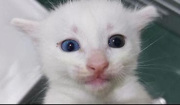 yastı qulaq: Şotland yastı qulaq — 6