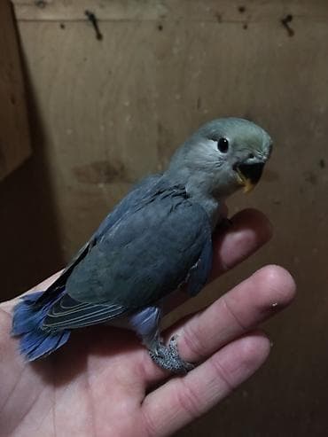 deve quşu: Nerazluçnik.Hazır cüt hər iksi sarı.1 tək maya hazır quşdu sarı rəng,1 — 3