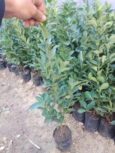 devedabani bitkisi: Məhsul: Hərtərəfli dekorativ həmişəyaşıl kollar – Euonymus (spindle) — 3