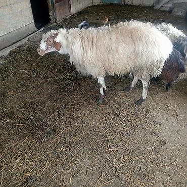 cücə və xoruz: Erkək, il: 4, Ətlik, Damazlıq, Ödənişli çatdırılma — 1