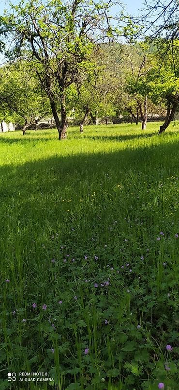 badamdarda tecili satilan evler: 48 sot, Kənd təsərrüfatı, Mülkiyyətçi, Bələdiyyə — 1