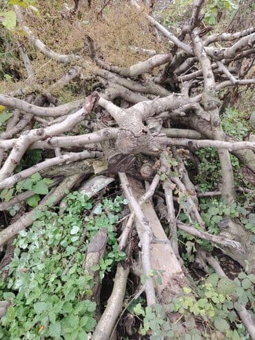 ucuz zebra perde: Bir qazeldən çox odundu hazır doğranmış odunlardı başqada odunlar var — 5