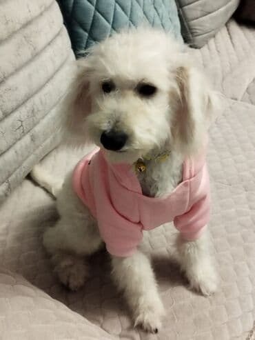 продам собаку объявление: Pudel balası satılır. Paltarı, boyunmağısı hədiyyə verilir. Çox — 2