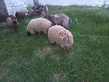 en ucuz uc: Salam heyvanlar satılır qiymət 3300 — 6
