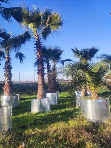 lipa ağacı: Palmalar satilir 2000nen3000manatacqeder — 3