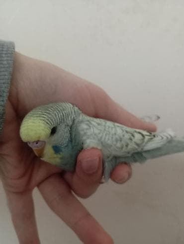 quş tələsi: Çex tutuquşu balaları ay yarımlıqdırlar təcili satıldığına görə bu — 9