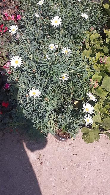 Çöl bitkiləri: Payızgülü (Chrysanthemum coronarium) – dekorativ, yeməli yarpaqlı və — 7