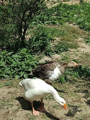 kənd çolpası: Erkək, Damazlıq — 5