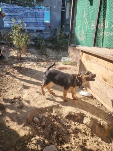 etibarli elere verilir: İtlər — 4