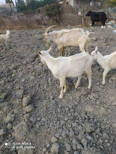 Gəmiricilər: Saanen tekesi — 4