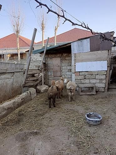 K/t heyvanları üçün mallar: Erkək quzular satılır qurbanlığa yarayir erkekdi 6, 7, 8 ayliqdilar — 2
