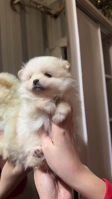 şpitiz: Şpitz, 1 ay, Erkek, Ünvandan götürmə — 3