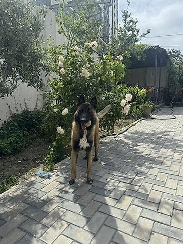 ingilis setter it cinsi: Belçika çoban iti — 5