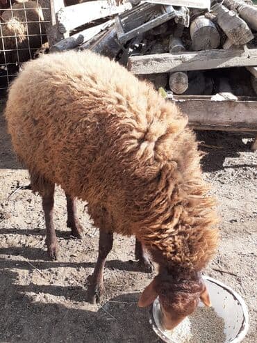 qoyun ucuz: Qoyun – qırmızı-qonur rəngli, uzun yun örtüklü, yerli cins. - Bədən — 3