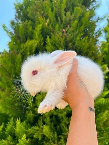 dovşan adları: Salam əziz dostlar, bizdə hər növ dovşan var. Bunlar dovşanların öz — 7
