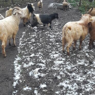 Cinsli təkə və keçilər – sürü halında 18 bicme 12 kuer 2 cepiw -