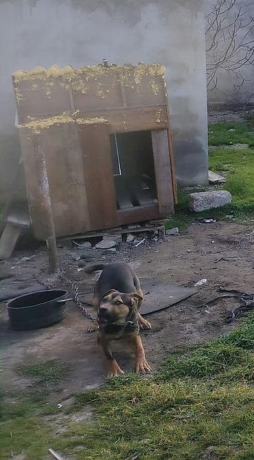 Avcarka ile qarosiqdi yalniz Peyvendin Pulunu isteyirem Qiymet sondur