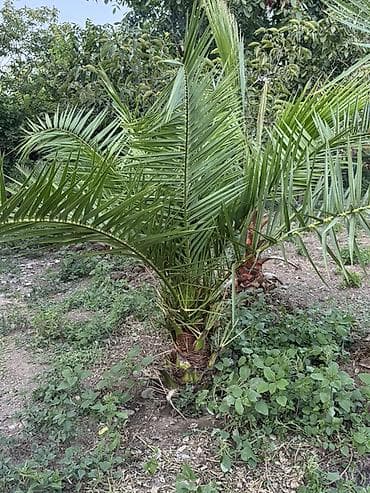 kala bitkisi: Vaşinqton Palma ağacları – 150cm 
Xurma agaclari. Her razmerde — 1