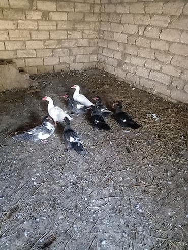 Digər heyvanlar: Erkək, | Lal ördək, Ətlik — 1