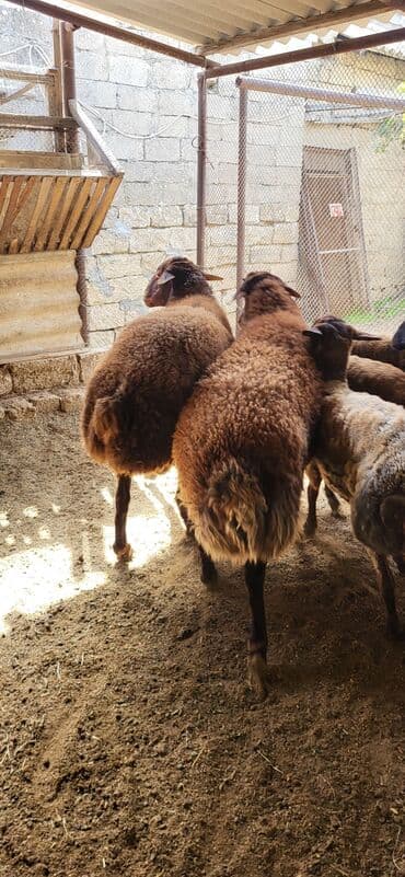 qurbanlıq qoyun: Erkək, Qala, il: 2, 90 kq, Damazlıq, Ünvandan götürmə — 8