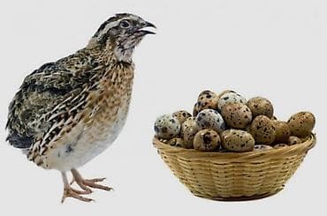 Другие с/х животные: Bıldırcın və bıldırcın yumurtası - Növ: Ətlik və yumurtalıq — 1