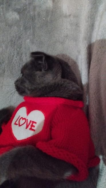 ev pisikleri satışı: Pişik satılır 100-manata. Şotlan pişiyi. oğlandır — 2