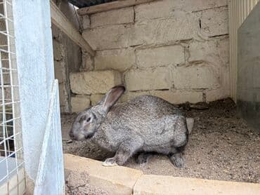 qoyun quzu nece yazilir: Boz rəngli yerli cins dovşanb Balaca vaxtindan ozum saxlamisam tek — 5