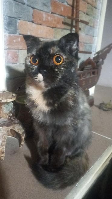 sirin heyvan adlari: Şotland yastı qulaq, Dişi, Yaxşı əllərə, Ünvandan götürmə — 1