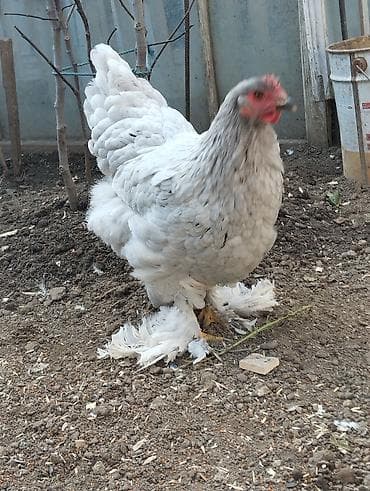 K/t heyvanları üçün mallar: Toyuq, Brama, Damazlıq, Ünvandan götürmə — 2